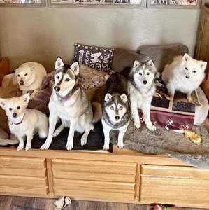 Fundraising Page: Dog Hair Everywhere